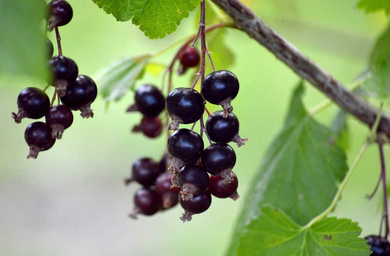 Frozen Berries